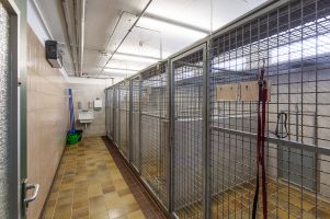 Aufnahmestation für Hunde