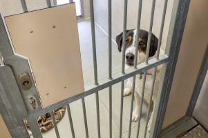 Hundehaus - Stube mit Vermittlungshund