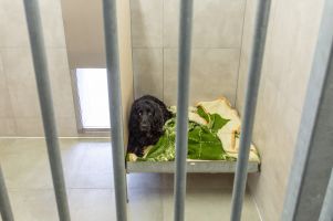 Hundehaus - Hundestube mit Liegebrett