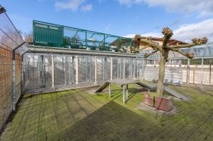 Hundeauslaeufe im Fruehjahr