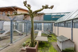 Hundeauslaeufe im Fruehjahr