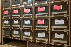 Igel - Intensivstation