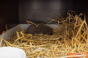 Igel Intensivstation - Unterbringung verletzer Igel