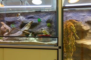 Terrarien-Turm im Eingangsbereich des Katzenhauses