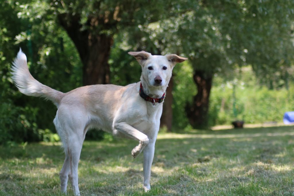 Angel - Podenco Canario - Bild 2