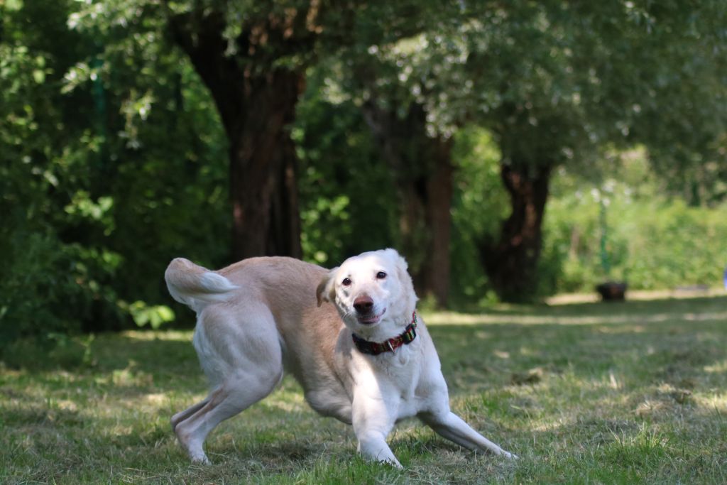 Angel - Podenco Canario - Bild 3