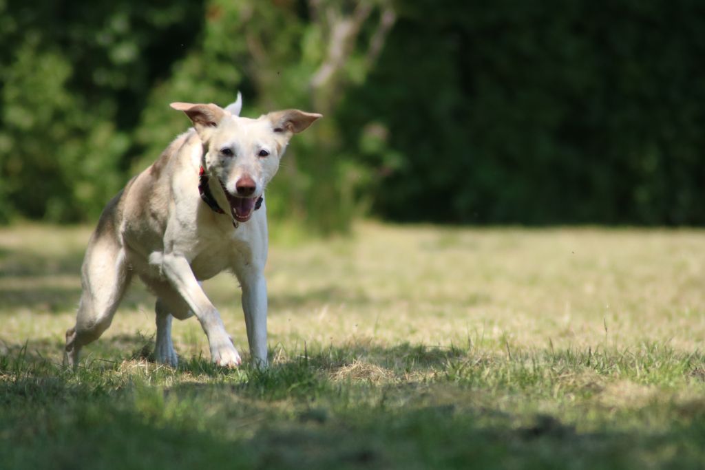 Angel - Podenco Canario - Bild 4