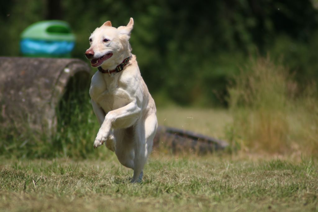 Angel - Podenco Canario - Bild 5