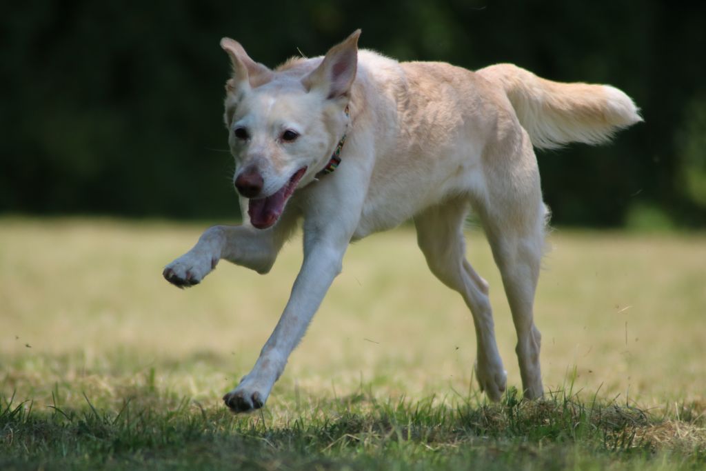 Angel - Podenco Canario - Bild 6