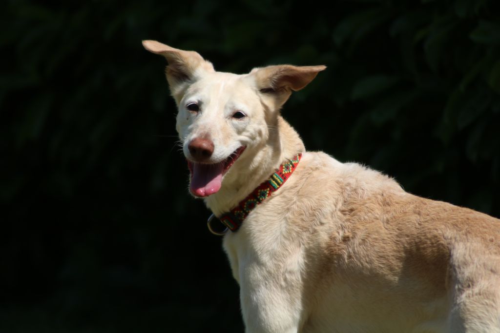 Podenco Canario-Mix Angel