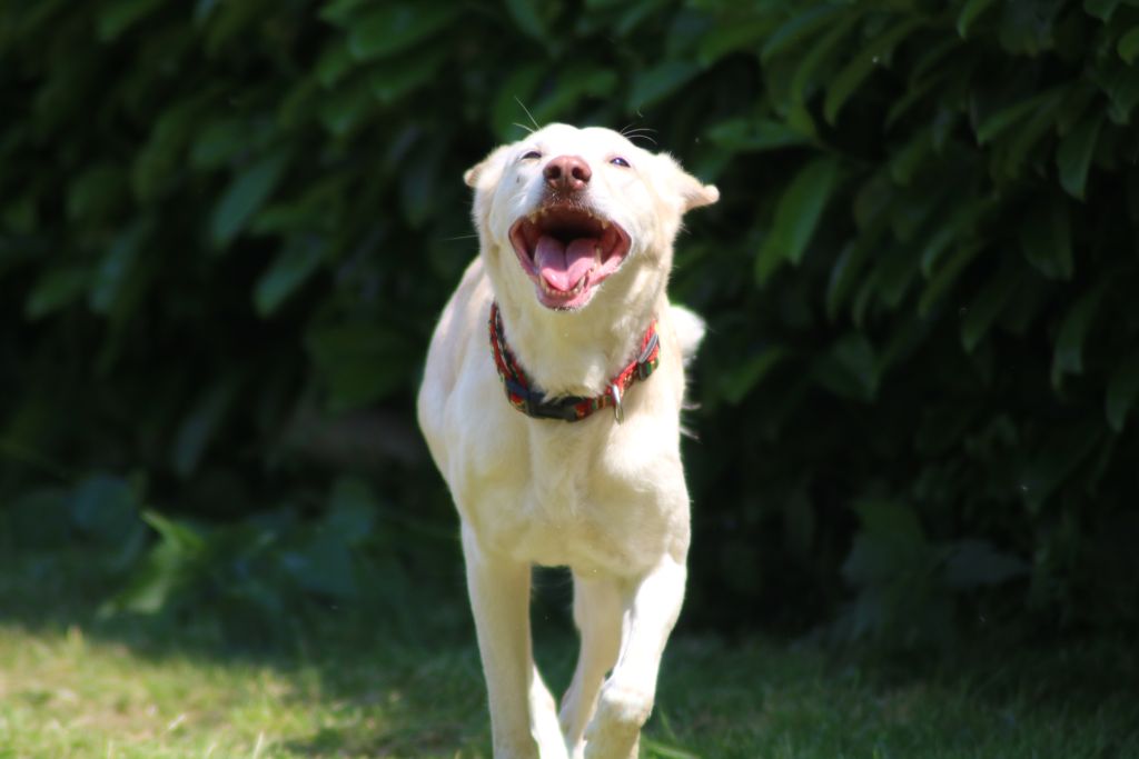 Angel - Podenco Canario - Bild 7