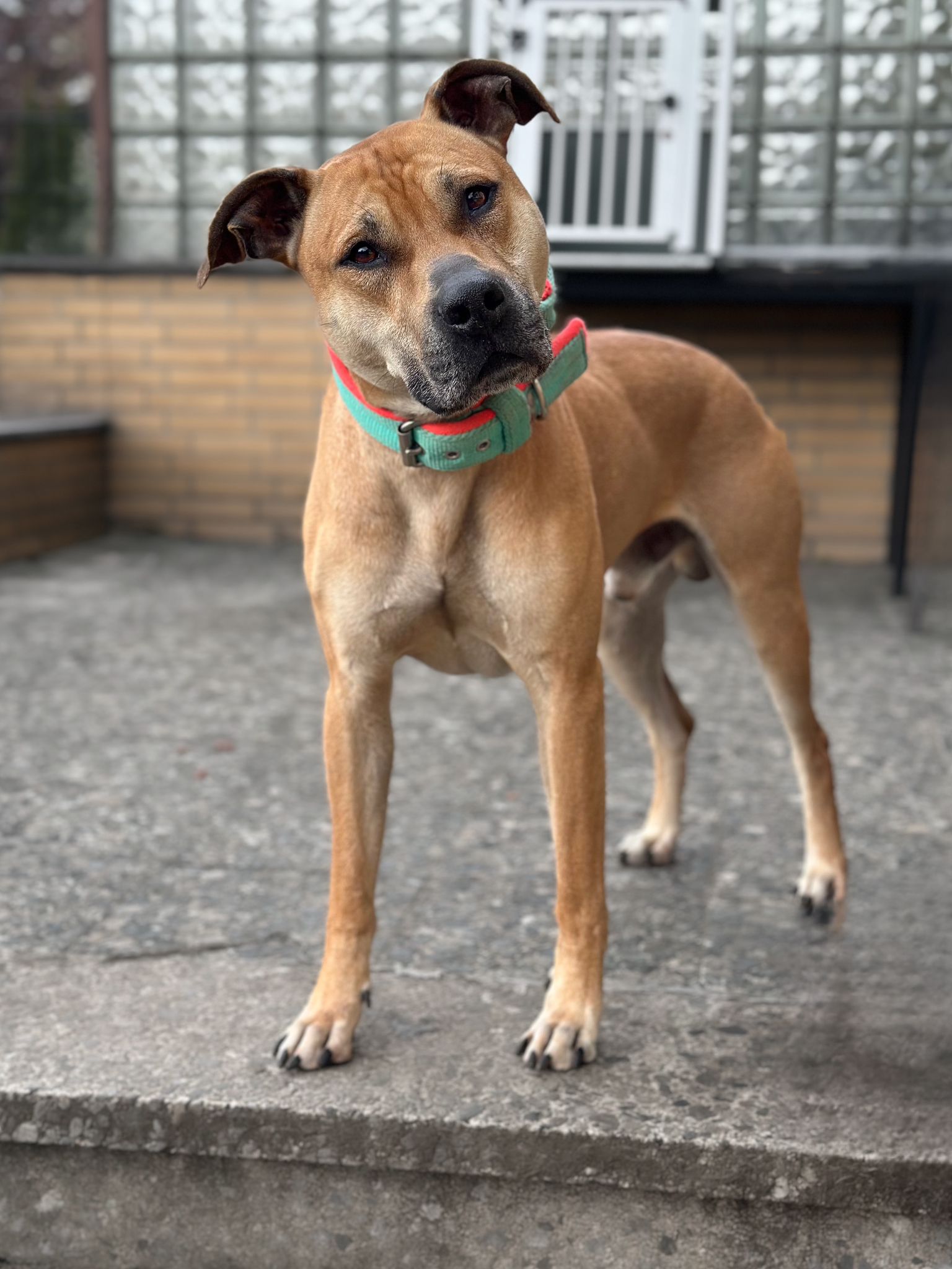 Rhodesian Ridgeback-Mix Rambo alias bambi